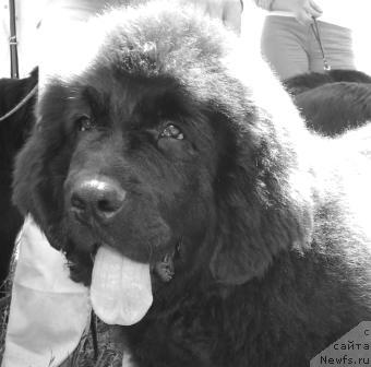 Фото: ньюфаундленд Веселый Робин Гуд из Орловской Слободы