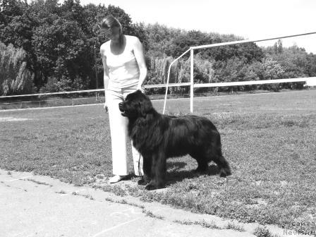 Фото: ньюфаундленд Царственный Емельян