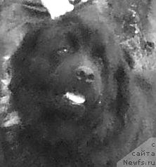 Фото: ньюфаундленд Валькирия Калипса