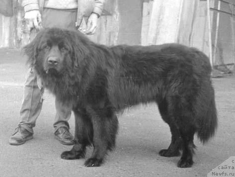 Фото: ньюфаундленд Ерик Ронесс