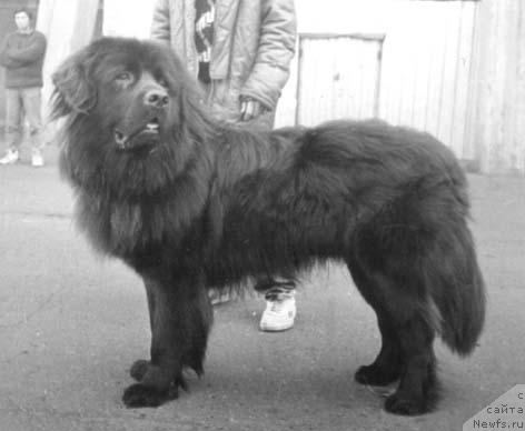 Фото: ньюфаундленд Елор Ронесс