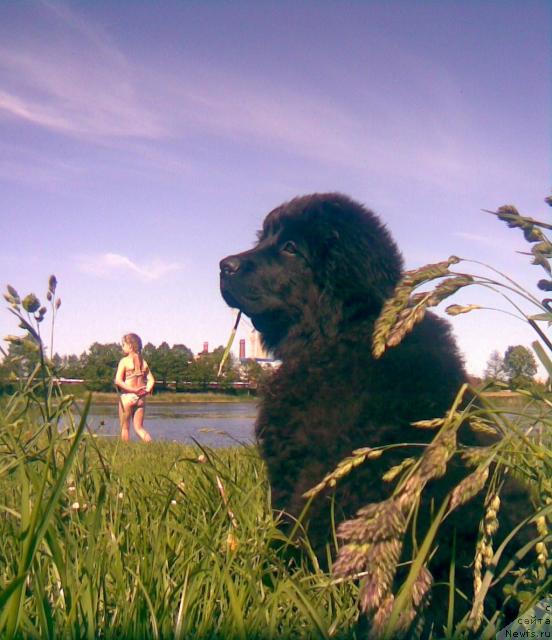 Фото: ньюфаундленд Лакомка Лаванда
