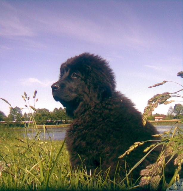 Фото: ньюфаундленд Лакомка Лаванда