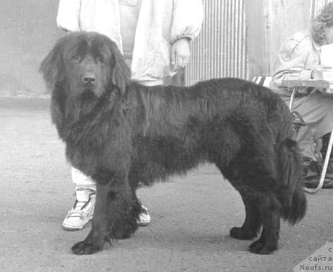 Фото: ньюфаундленд Едж Ронесс