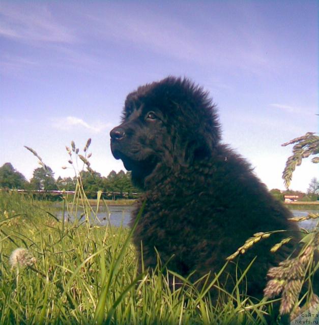 Фото: ньюфаундленд Лакомка Лаванда