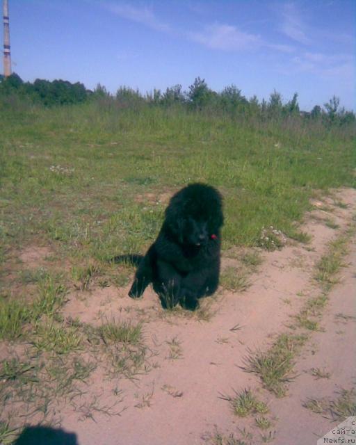 Фото: ньюфаундленд Лакомка Лаванда