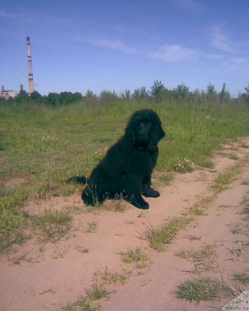 Фото: ньюфаундленд Лакомка Лаванда