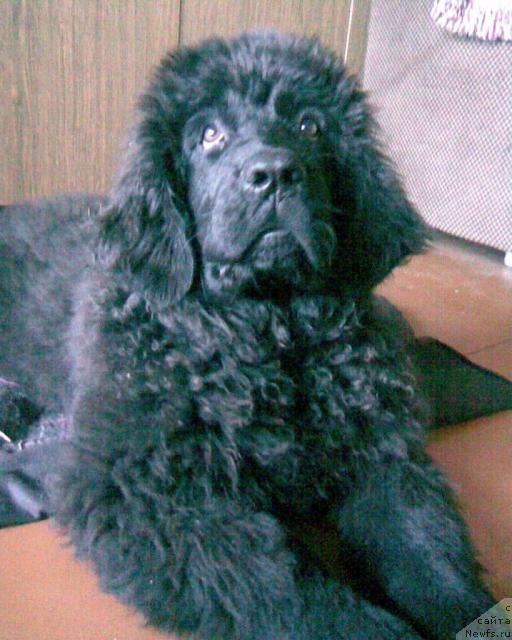 Фото: ньюфаундленд Лакомка Лаванда