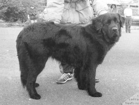 Фото: ньюфаундленд Индиана Багжи оф Лайф Сейвер