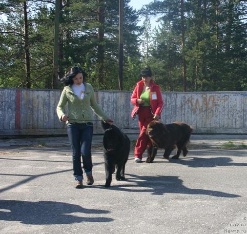 Фото: ньюфаундленд Кайден Плейфул (Kaiden Playful), ньюфаундленд Зорран Снежный Подарок, Евгения Иванова