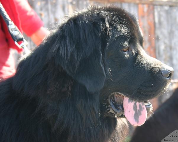 Фото: ньюфаундленд Кайден Плейфул (Kaiden Playful)