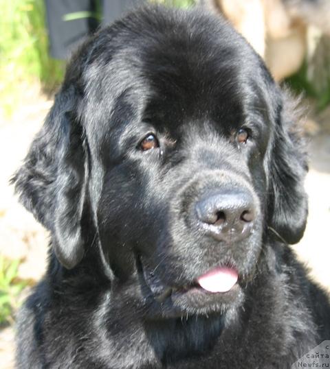 Фото: ньюфаундленд Ай Лав Рич (Ai Love Rich)