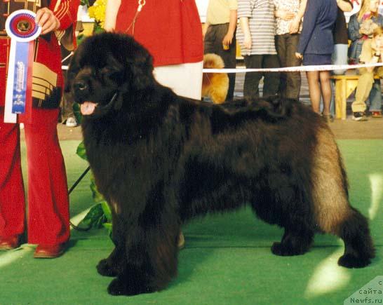 Фото: ньюфаундленд Кумир из Медвежьего Яра (Kumir iz Medvejyego Yara)