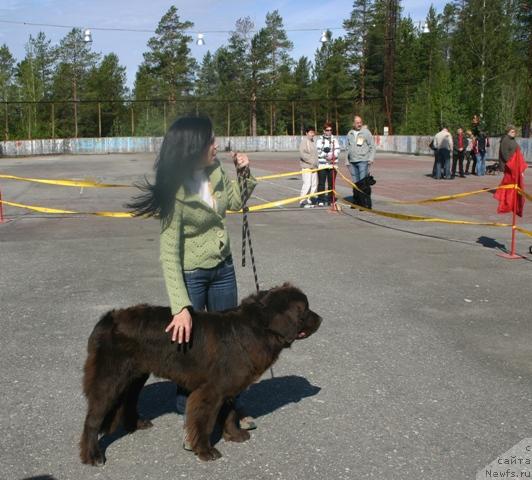 Фото: ньюфаундленд Золушка Хрустальная Туфелька, Евгения Иванова