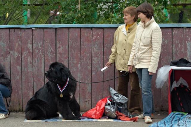 Фото: ньюфаундленд Любимая Моя с Берега Дона (Lubimaya Moya s Berega Dona)