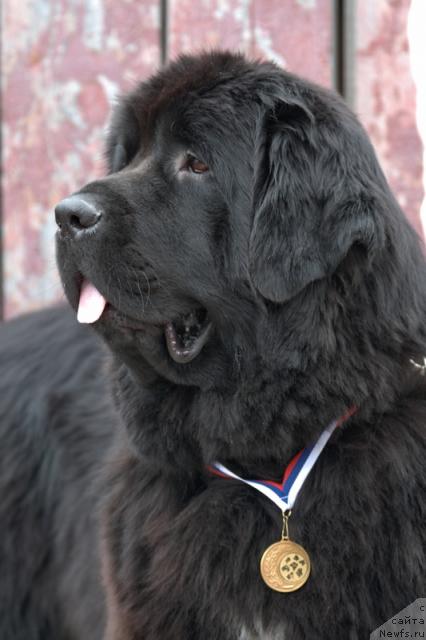 Фото: ньюфаундленд Любимая Моя с Берега Дона (Lubimaya Moya s Berega Dona)