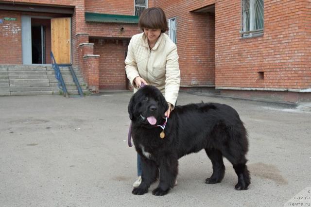 Фото: ньюфаундленд Любимая Моя с Берега Дона (Lubimaya Moya s Berega Dona)