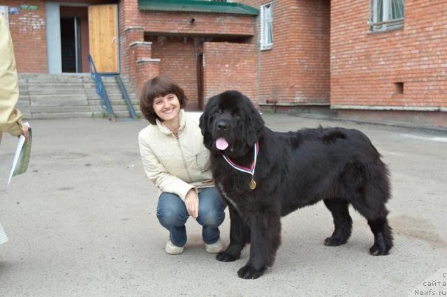 Фото: ньюфаундленд Любимая Моя с Берега Дона (Lubimaya Moya s Berega Dona)