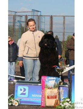 Фото: ньюфаундленд Midnight Lady's Voodoo Priest, Ольга Заливако