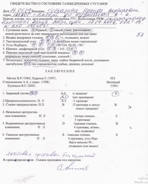 Фото: ньюфаундленд Плюшевая Панда Дэбра (Plushevaya Panda Debra)