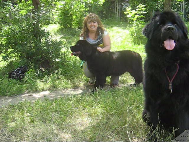 Фото: ньюфаундленд Лав Стори из Тихого Омута (Love Story iz Tihogo Omuta), Фарида Сирязева, ньюфаундленд Женевьев Гарни Ледэн