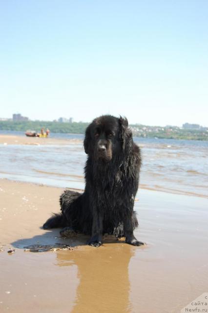 Фото: ньюфаундленд Лесная Сказка Раскрасавица