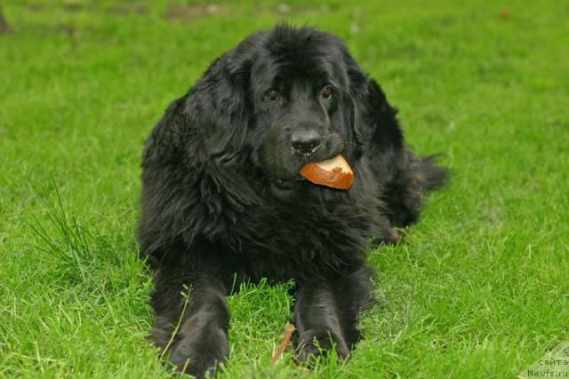 Фото: ньюфаундленд Вожди Атлантиды Габби