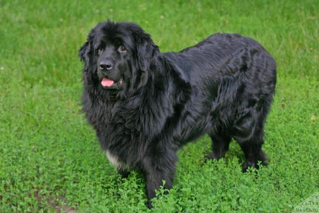 Фото: ньюфаундленд Вожди Атлантиды Габби