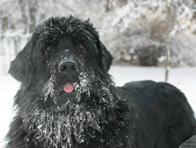 Фото: ньюфаундленд Вожди Атлантиды Габби