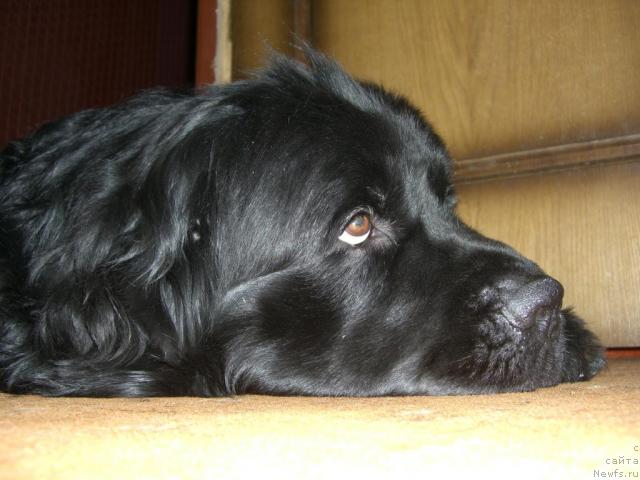 Фото: ньюфаундленд Смигар Пантиак Премиум