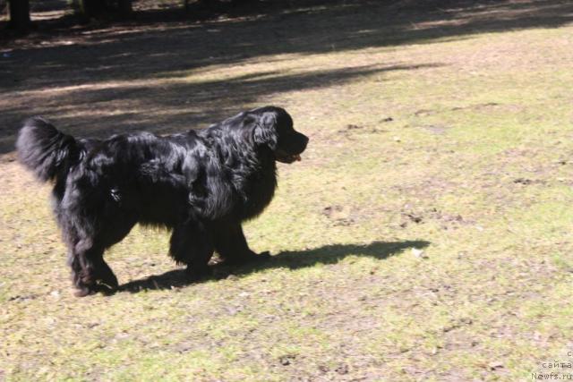 Фото: ньюфаундленд Смигар Пантиак Премиум