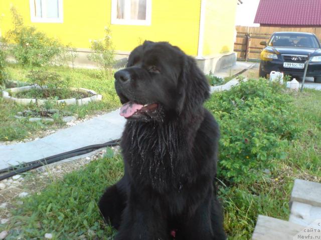 Фото: ньюфаундленд Севертан Урри