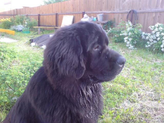 Фото: ньюфаундленд Севертан Урри