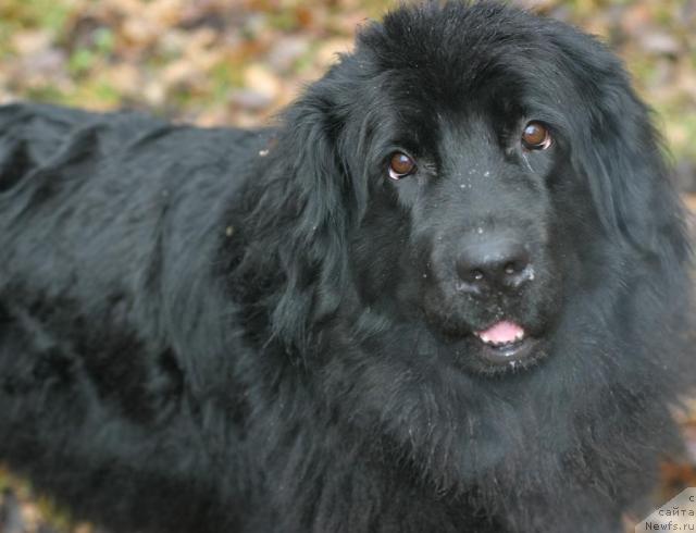 Фото: ньюфаундленд Вожди Атлантиды Габби