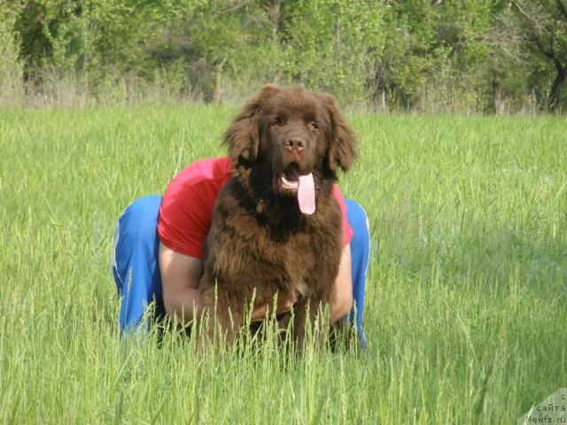 Фото: ньюфаундленд Лесная Сказка Королевский Медведь (Lesnaja Skazka Korolevskiy Medved), Дмитрий Самарцев