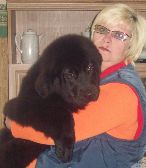 Фото: ньюфаундленд Любовь Земная, Ольга Портнякова