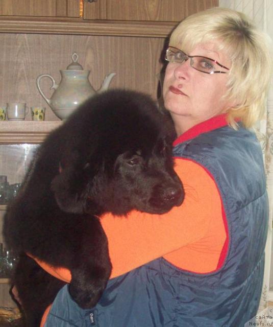 Фото: ньюфаундленд Любовь Земная, Ольга Портнякова