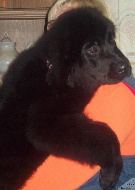 Фото: ньюфаундленд Любовь Земная, Ольга Портнякова
