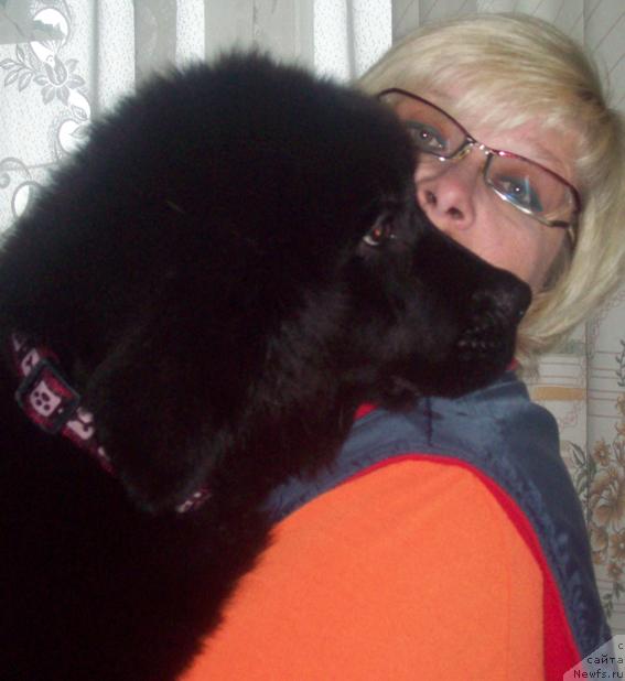 Фото: ньюфаундленд Любовь Земная, Ольга Портнякова