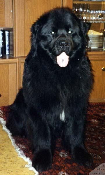 Фото: ньюфаундленд Кумир из Медвежьего Яра (Kumir iz Medvejyego Yara)