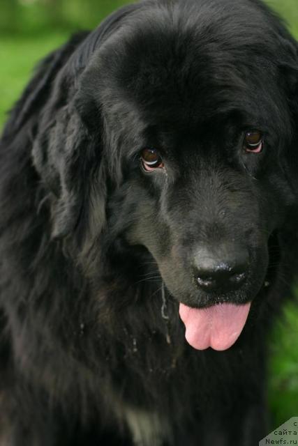Фото: ньюфаундленд Вожди Атлантиды Габби