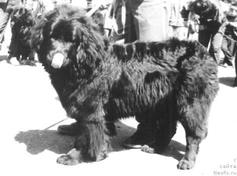 Фото: ньюфаундленд Жаннет Адми Ни оф Лайф Сейвер