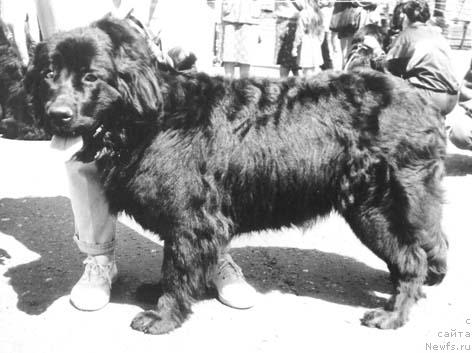 Фото: ньюфаундленд Габриэлла Палви оф Лайф Сейвер