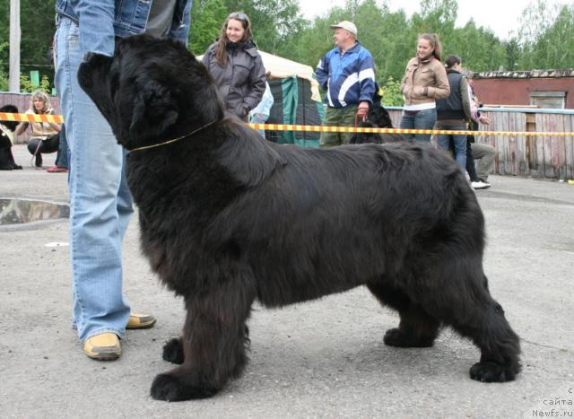Фото: ньюфаундленд Дикая Орхидея от Сибирского Медведя (Dikaya Orchidea ot Sibirskogo Medvedja)