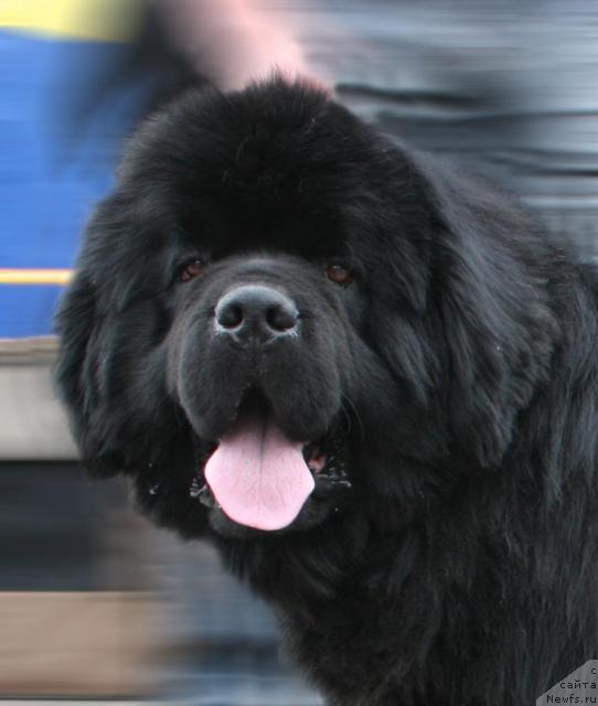 Фото: ньюфаундленд Супер Премиум Бэрри Гуд Лак (Super Premium Berry Good Luck)