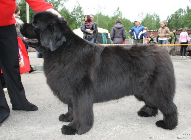 Фото: ньюфаундленд Виконтесса из Медвежьего Яра (Vikontessa iz Medvejyego Yara)
