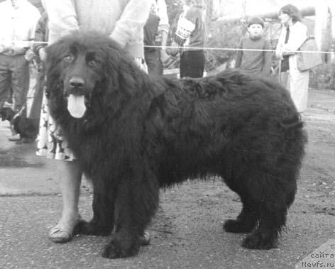 Фото: ньюфаундленд Норд Литл Рок Гретес Диа оф Лайф Сейвер