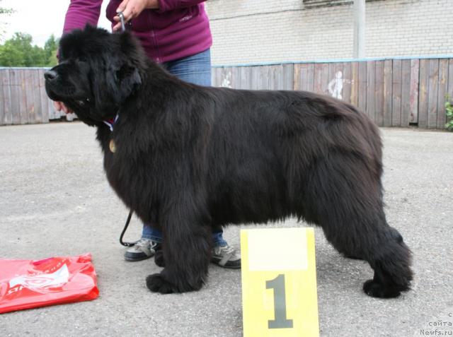 Фото: ньюфаундленд Емприсс Виннер из Медвежьего Яра (Empress Winner iz Medvejyego Yara)