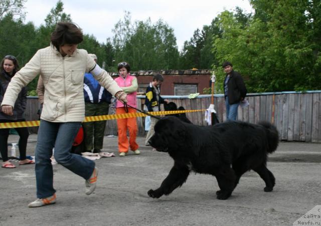 Фото: ньюфаундленд Любимая Моя с Берега Дона (Lubimaya Moya s Berega Dona)