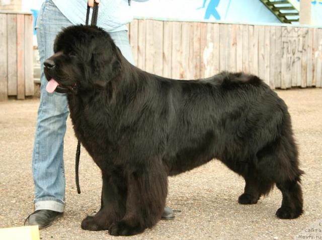 Фото: ньюфаундленд Росинка Искрящаяся от Сибирского Медведя